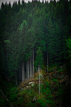 Bomen in Noorwegen van Jayzon Photo