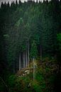 Bäume in Norwegen von Jayzon Photo Miniaturansicht