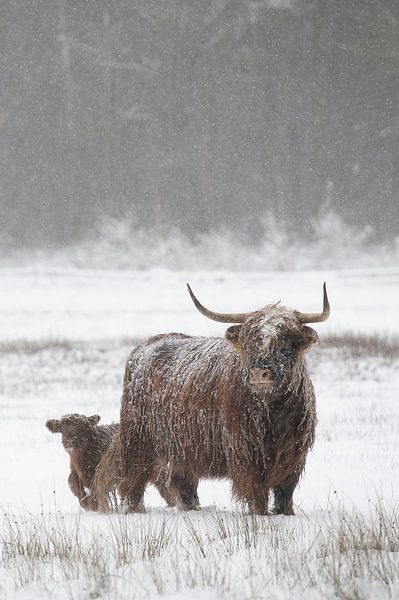 Safe with Mommy by Laura Vink