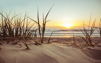 Sandy beach with grasses