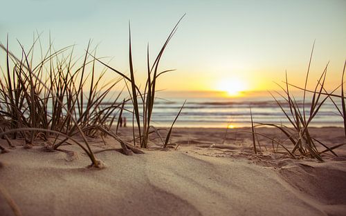 Plage de sable avec des herbes