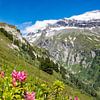 Une idylle printanière au milieu des rhododendrons en fleurs dans les Alpes sur Holger W. Spieker