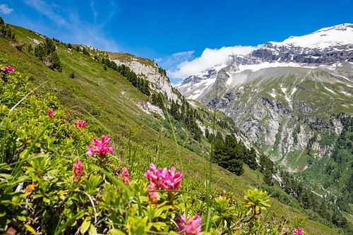 Een lente-idylle met bloeiende alpenrozen in het berglandschap van de Alpen