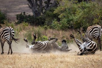 Zebra's rollen door het zand in Nogorongoro, Tanzania van Ruben Bleichrodt