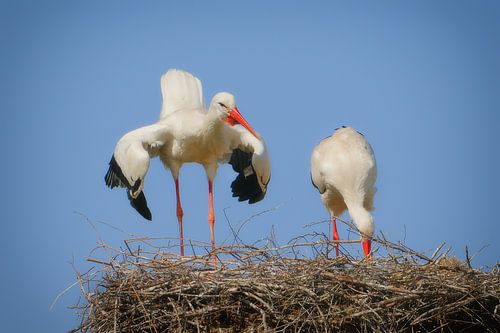 Couple de cigognes blanches sur leur eyrie.