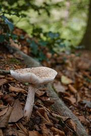 La beauté discrète d'un champignon dans la forêt sur Minimalistic Travel Photography by.Rieneke