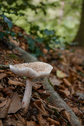 The quiet beauty of a mushroom in the woods