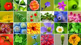 Flower-Power (Collage avec les fleurs) sur Caroline Lichthart