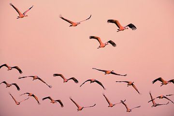 Grues blanches ou grues cendrées volant dans un coucher de soleil à l'automne. sur Sjoerd van der Wal Photographie