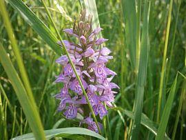 gevlekte riet orchus by Colette Jut