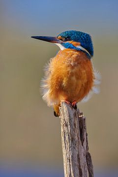 Martin-pêcheur - Debout dans le vent sur Martins-pêcheurs - Corné van Oosterhout