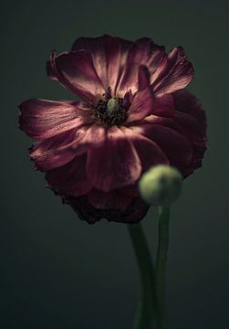 Ranunculus on its return, close-up of the purple flower. by tim eshuis