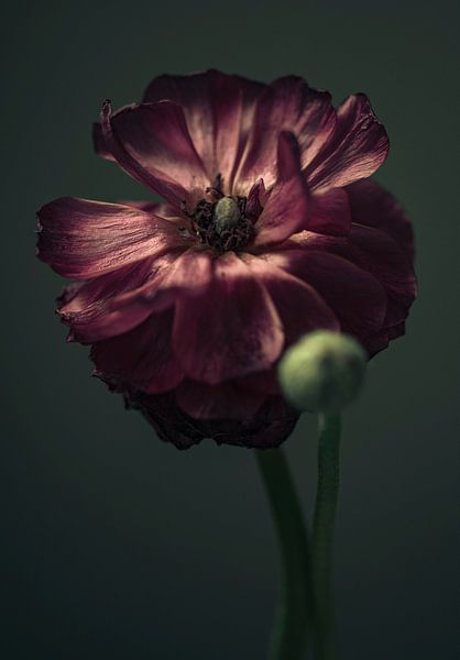 Ranunculus on its return, close-up of the purple flower. by tim eshuis