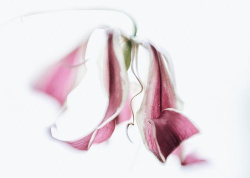 Prachtlelie aan het einde