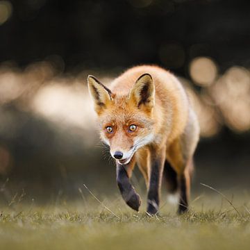 Renard roux sur Pim Leijen