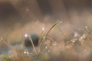 Silber und Goldgras
