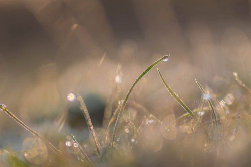 silver and gold grass