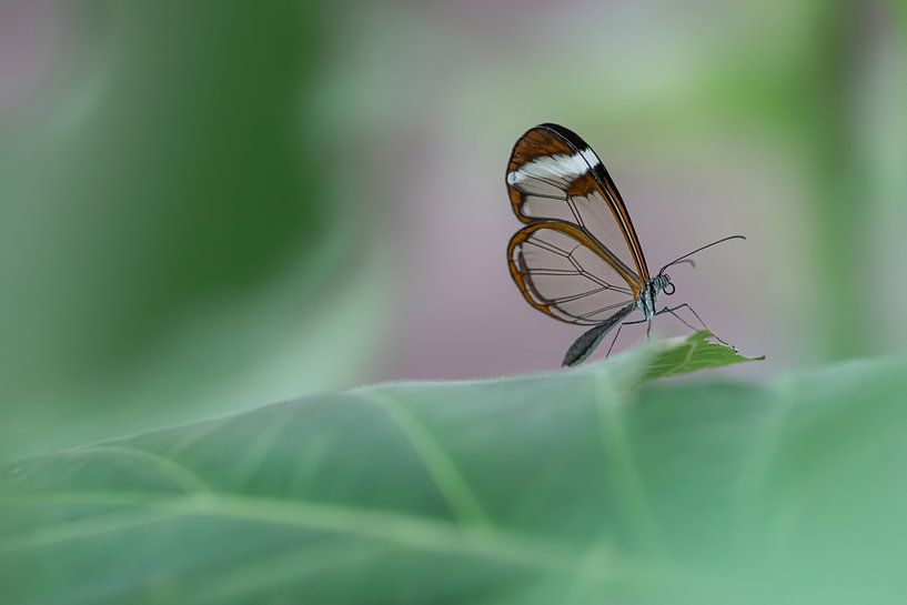 Glasswing butterfly - Glasswing butterfly by Albert Beukhof