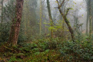 Wald im Regen von Peter Bolman