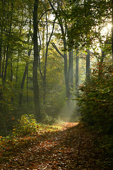 Sunbeams in the woods around Arnhem