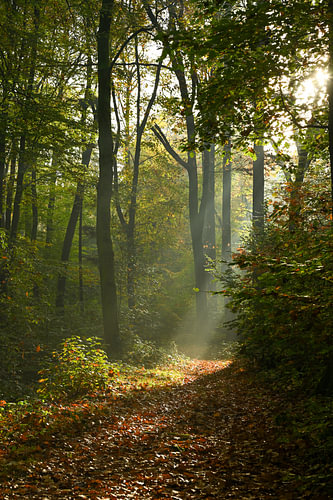 Sunbeams in the woods around Arnhem