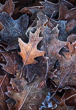Frozen Beauty: Close-Up of Leaves with Ice Crystals by Hevonax Photography