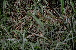 surveiller le lézard sur les rives du Nil en Ouganda