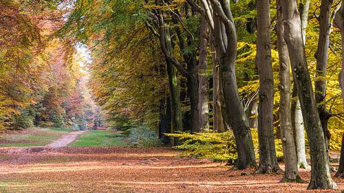 Bos in herfstkleuren op de Veluwe