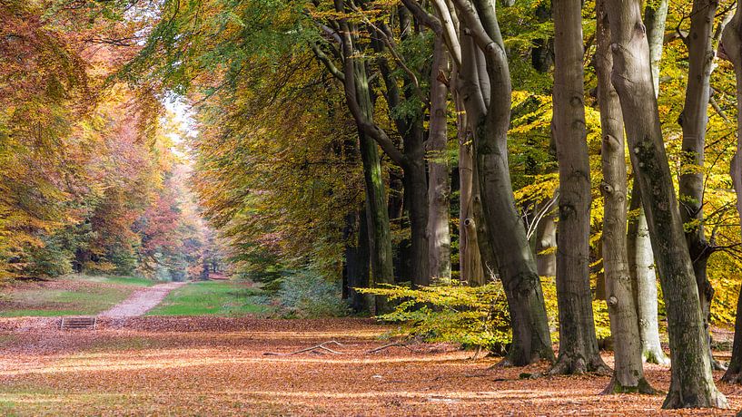 Bäume in herbstlichen Farben von Hilda Weges