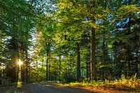 Waldweg im Romantischen Wald