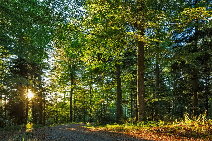 Waldweg im Romantischen Wald von Jürgen Wiesler