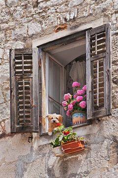Window with flowers by Gunter Kirsch
