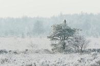 Buizerd in wit bevroren landschap van Karla Leeftink thumbnail