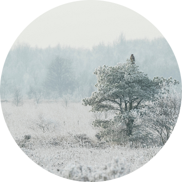 Buizerd in wit bevroren landschap van Karla Leeftink