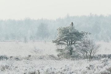 Buzzard in white frozen landscape sur Karla Leeftink