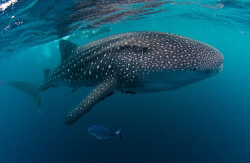 Gigant uit de Pacific