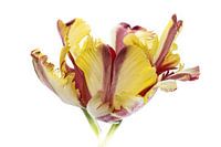 Tulp - uit de Tulpenserie Suur