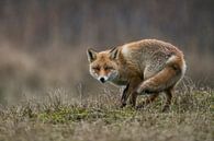 Fuchs ( Vulpes vulpes ), Farbe ind Farbe mit der Umgebung, wendet sich auf einer kleinen Anhöhe um van wunderbare Erde thumbnail