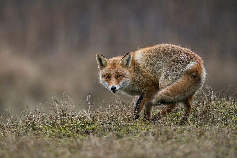 Fuchs ( Vulpes vulpes ), Farbe ind Farbe mit der Umgebung, wendet sich auf einer kleinen Anhöhe um van wunderbare Erde