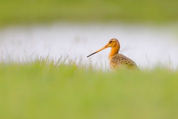 Black-tailed godwit by Pim Leijen