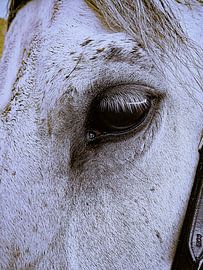 Horse Head White