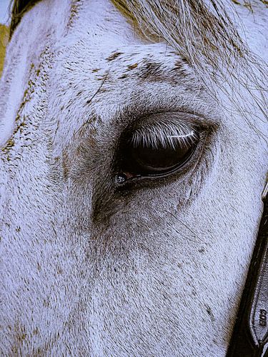 Tête de cheval blanc