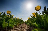 Bollenveld - Gele Tulpen von Manuel Speksnijder Miniaturansicht