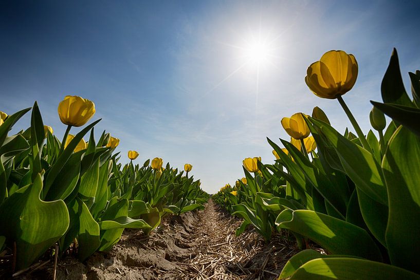 Bollenveld - Gele Tulpen von Manuel Speksnijder