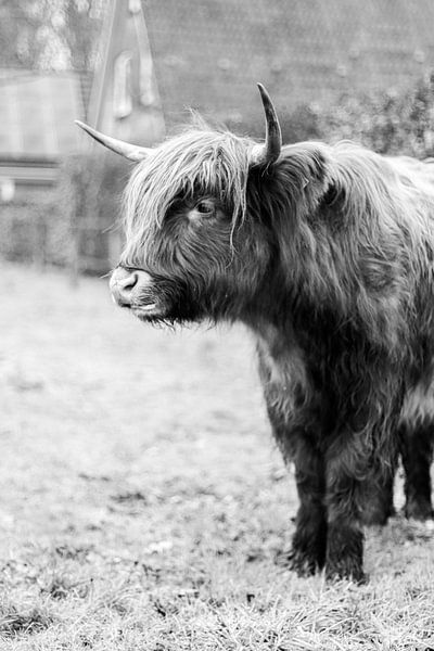 Die schottische Kuh von WILBERT HEIJKOOP photography