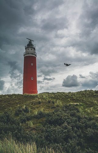 Texels landschap met vuurtoren en een meeuw
