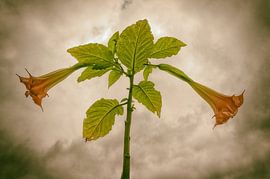 Brugmansia 02