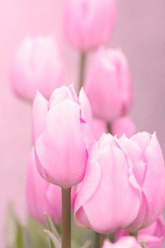 Tulpen van Renate Coenen