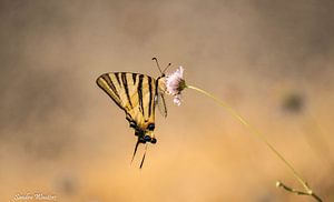 rêve de papillon sur sandra wauters