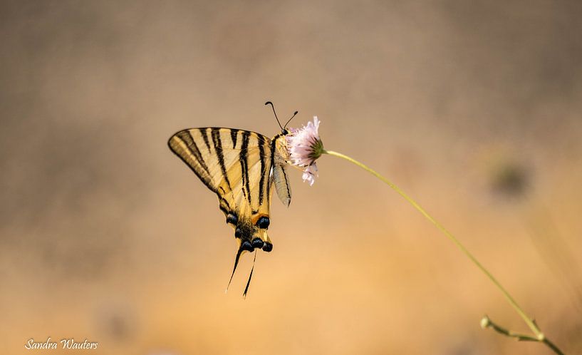butterflydream by sandra wauters